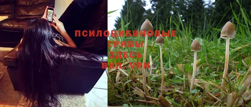 Псилоцибиновые грибы Psilocybe  Закаменск 